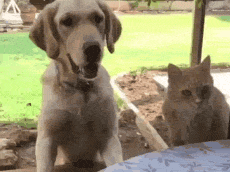 실수가 아닌 고의.gif
