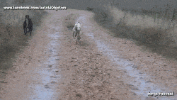 만렙토끼.gif