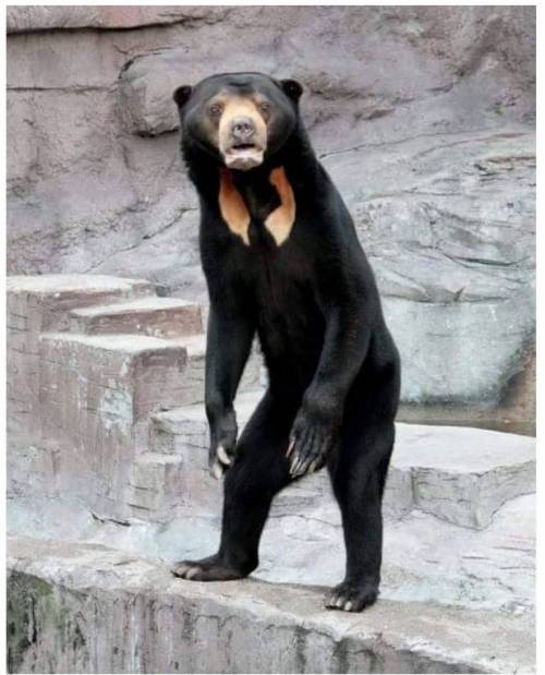 호불호 갈리는 곰의 일종.jpg