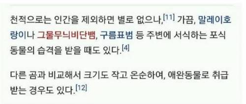 호불호 갈리는 곰의 일종.jpg