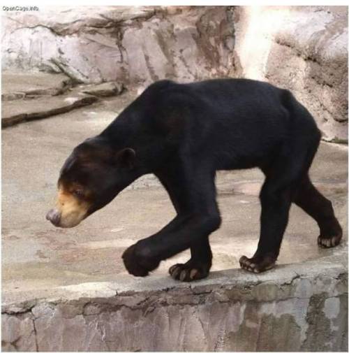 호불호 갈리는 곰의 일종.jpg