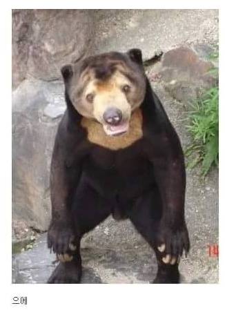호불호 갈리는 곰의 일종.jpg