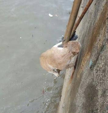 부산에서 떠내려가는 길고양이 구해준 사람들,jpg