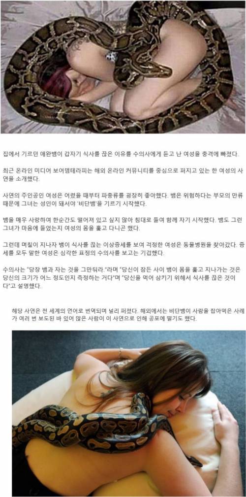 식사를 끊은 애완 뱀이 침대에서 주인의 몸을 훑고 간 이유