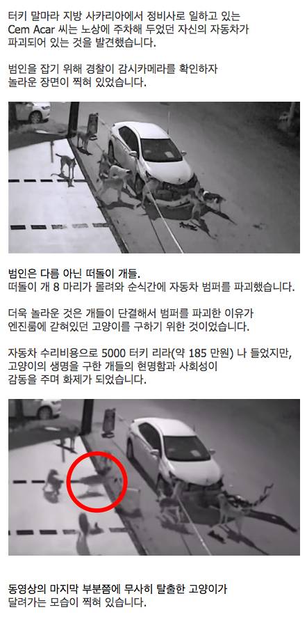 밤새 주차해 놓은 차가 박살났는데..범인은..