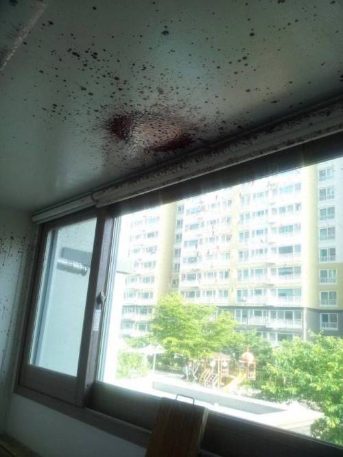복분자가 폭발한 처참한 현장