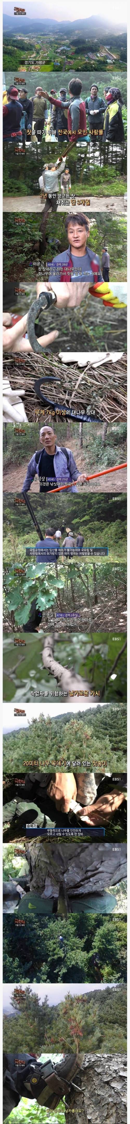 극한직업 잣  채취.jpg