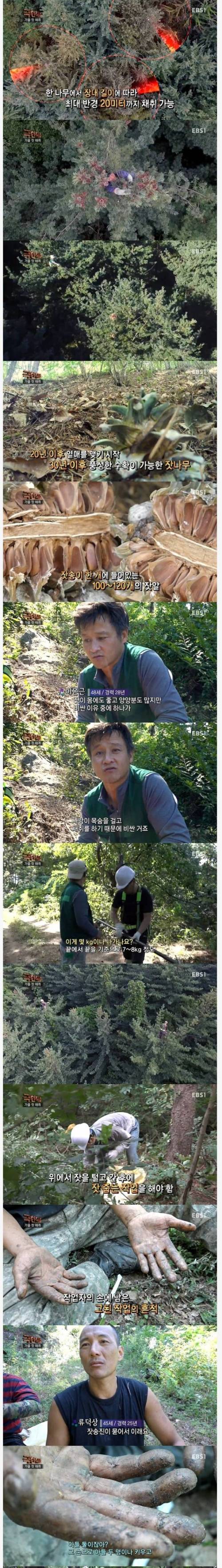 극한직업 잣  채취.jpg