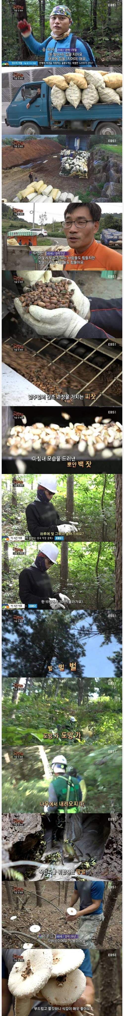 극한직업 잣  채취.jpg