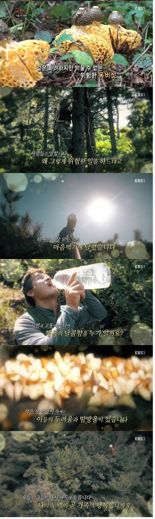 극한직업 잣  채취.jpg