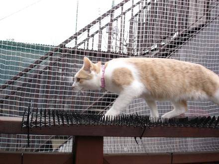 고양이 침입 방지매트.jpg