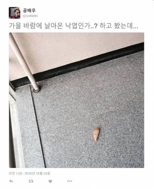 가을 바람에 날아온 낙엽