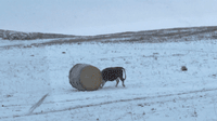 소 장난감.gif