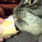 참치 먹은 고양이.gif