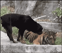삥 뜯.gif