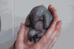 오리너구리 새끼.gif