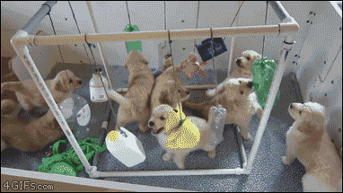 강아지 8마리 조용히 시키는 법.gif