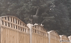고양이 따라가는 까치.gif