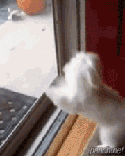 개방가.gif