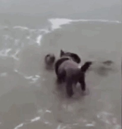 물개가 물개인 이유.gif