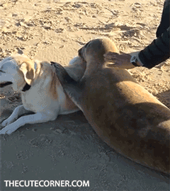 물개가 물개인 이유.gif