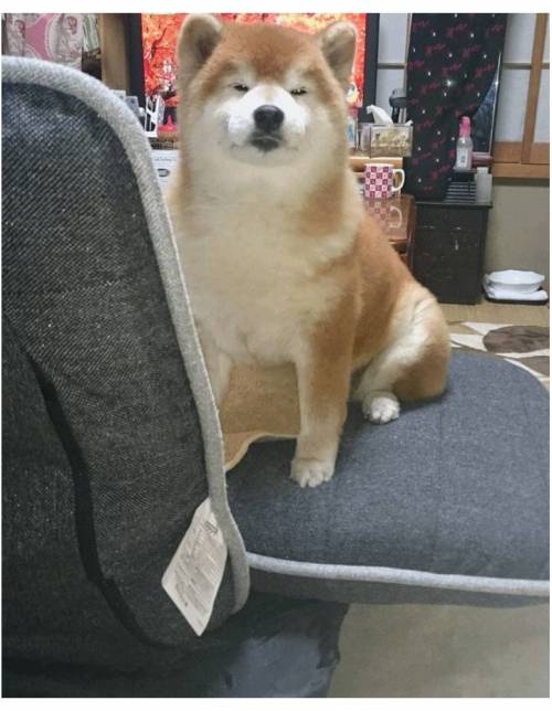 라면먹고 잔듯한 시바
