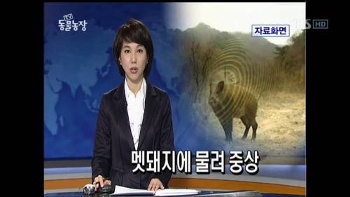주인을 위해 목숨을 던진 충견