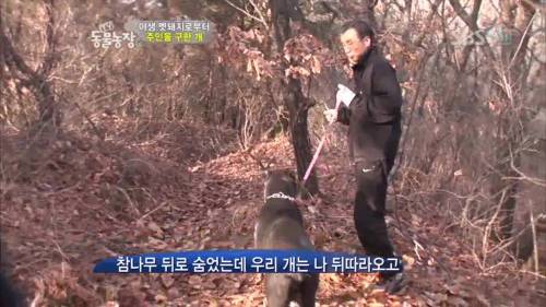 주인을 위해 목숨을 던진 충견