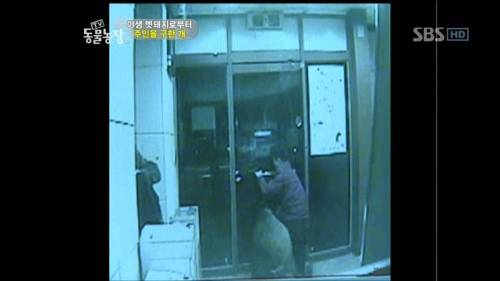 주인을 위해 목숨을 던진 충견