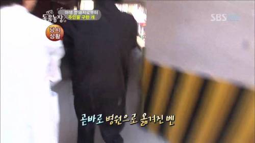주인을 위해 목숨을 던진 충견
