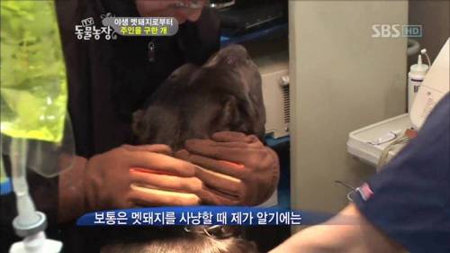주인을 위해 목숨을 던진 충견