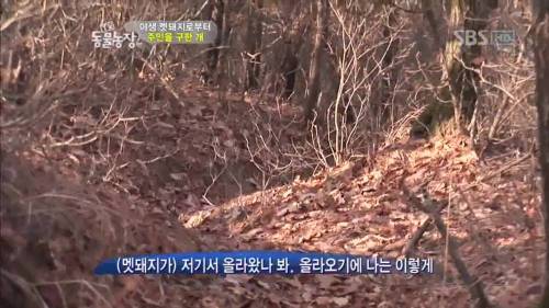 주인을 위해 목숨을 던진 충견