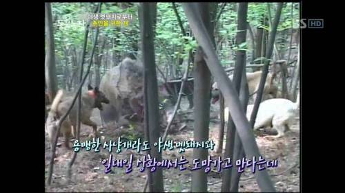 주인을 위해 목숨을 던진 충견