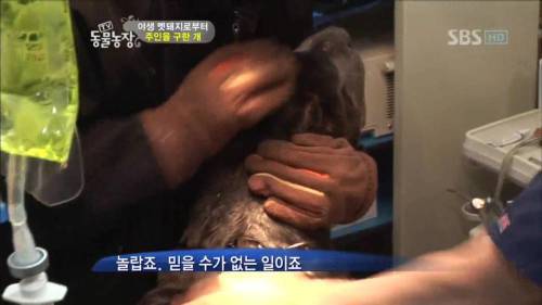 주인을 위해 목숨을 던진 충견