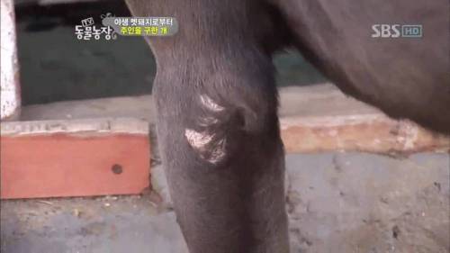 주인을 위해 목숨을 던진 충견