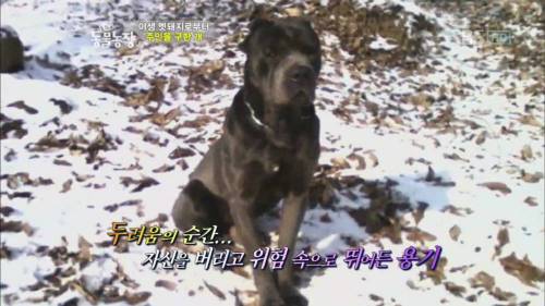 주인을 위해 목숨을 던진 충견