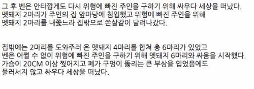 주인을 위해 목숨을 던진 충견