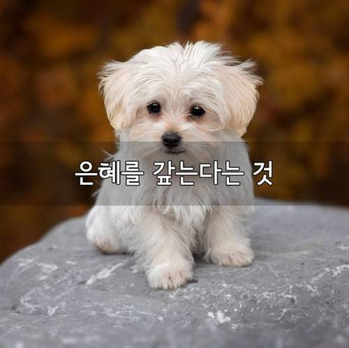 은혜를 갚는 다는 것