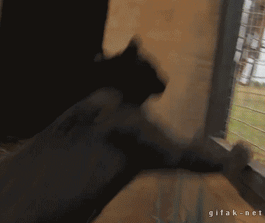 조금은 다른 우리집 고양이.gif