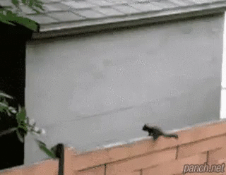 두뇌 풀 가동.gif
