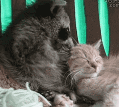 실수하고 안절부절하는 너구리.gif