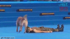 응급조치 배운 견.gif