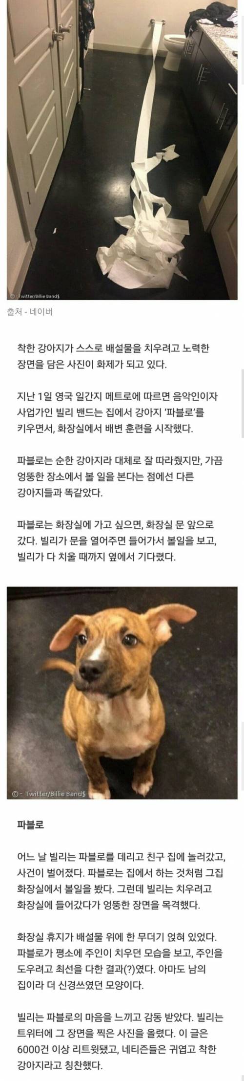 스스로 용변을 치우려고 노력한 댕댕이