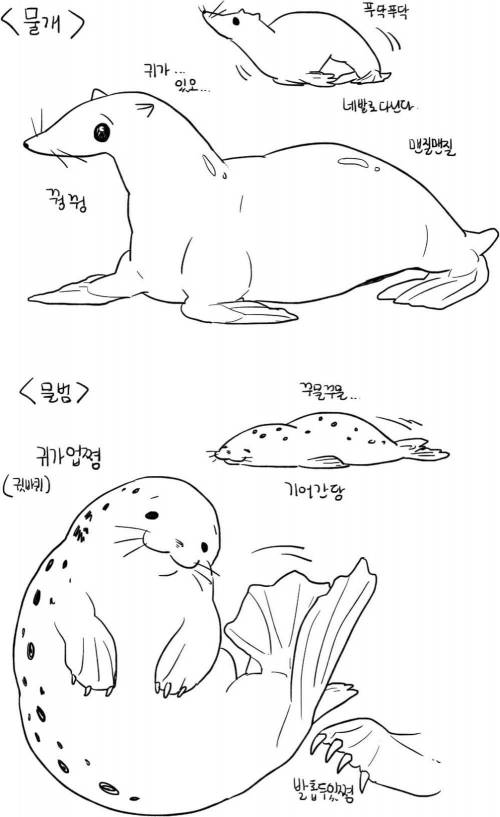 물개와 물범의 차이.jpg