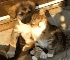 사이좋은 개냥이. gif
