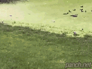 개함정.gif
