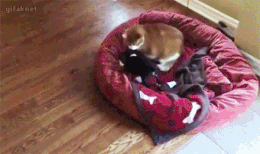 우리 애 때린 냥아치가 너냐?.gif