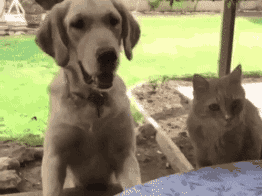 멍뭉이와 냥이 차이점.gif
