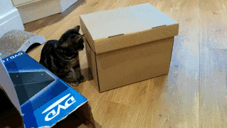 고무고무냥펀치.gif