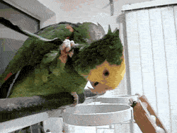 뒤통수가 가려운 앵무새.gif